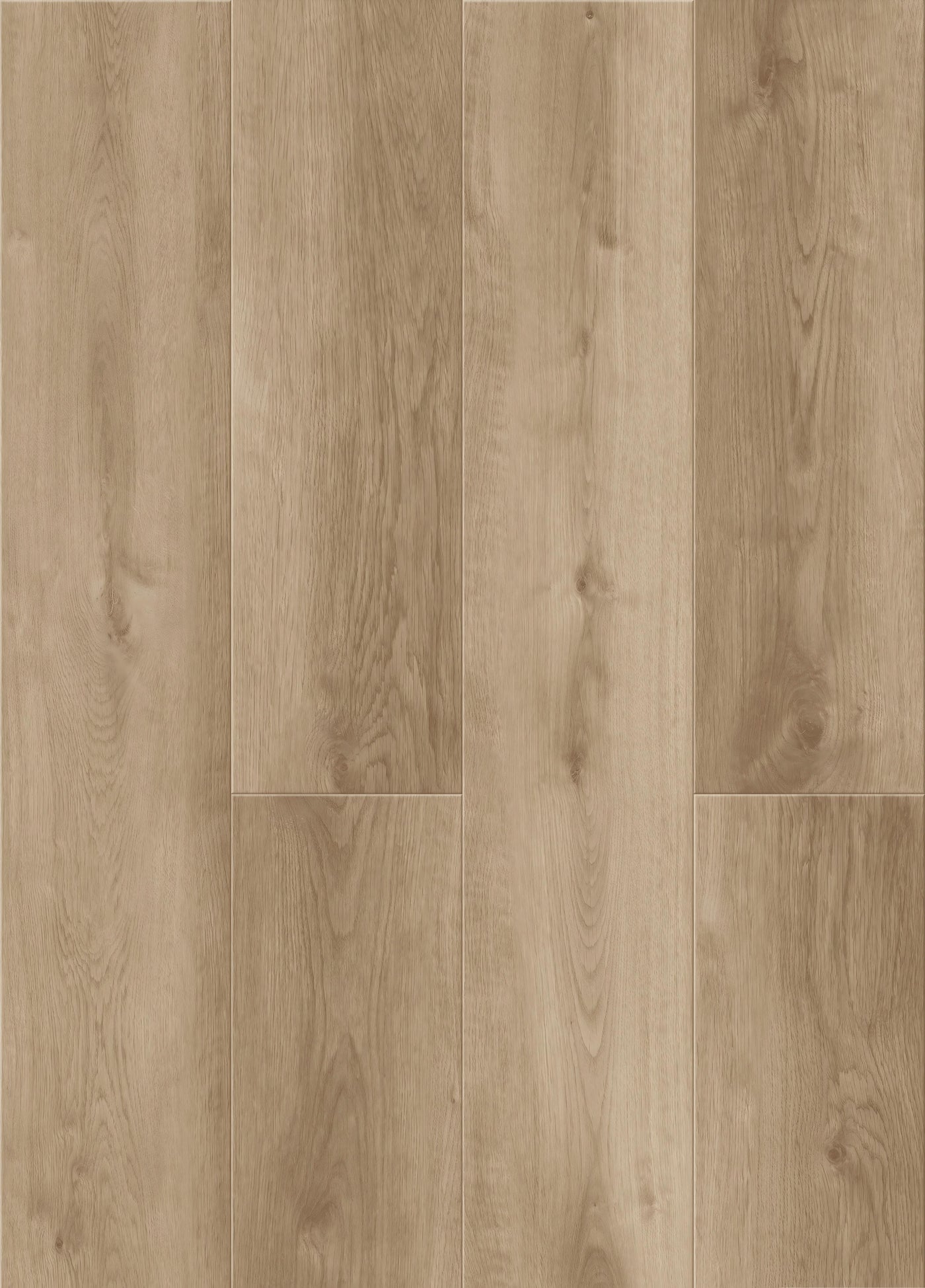 Sandbar Oak