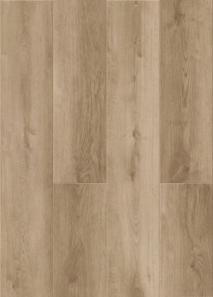 Sandbar Oak
