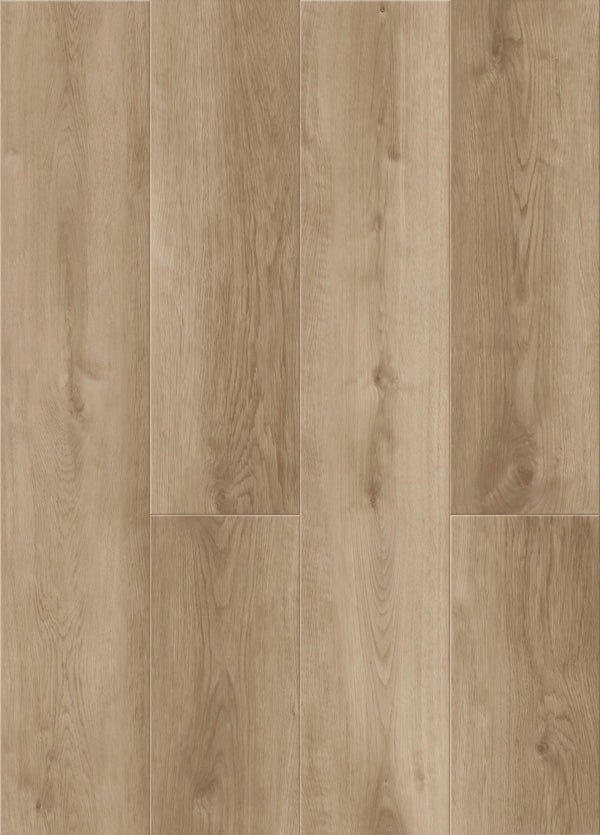 Sandbar Oak